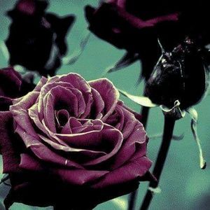 Meet your Posher, Yancy